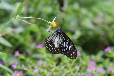 Butterfly Garden（蝴蝶園）Image(Open new window)