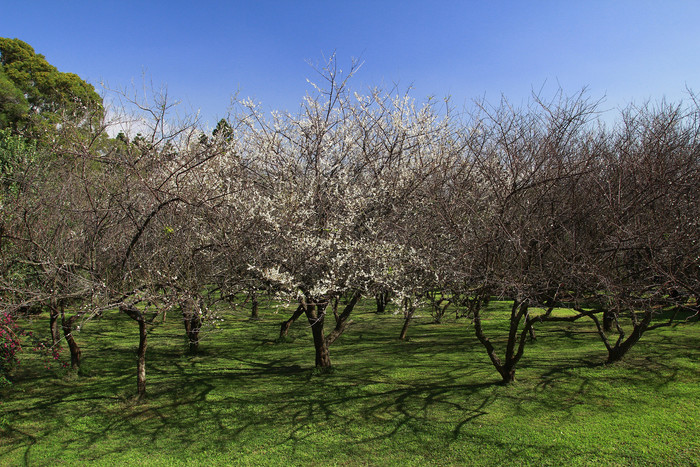 Dr. Mei Memorial Garden（梅園）Image