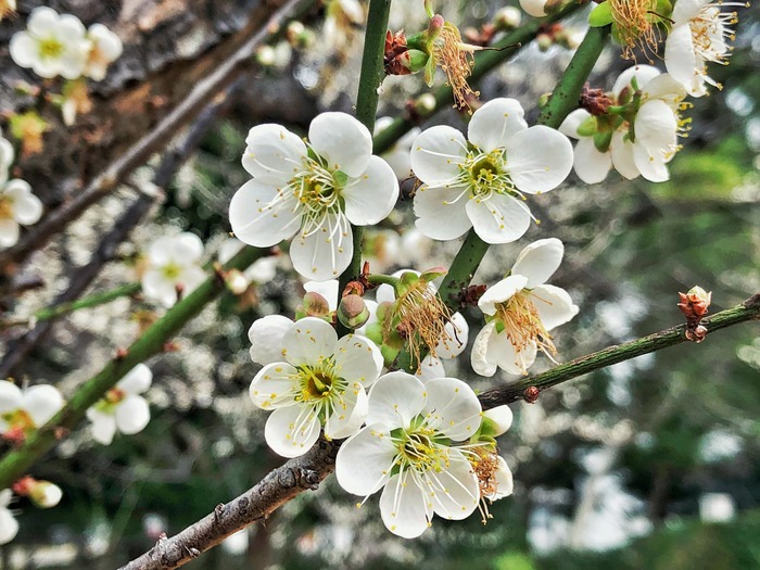 Dr. Mei Memorial Garden（梅園）Image