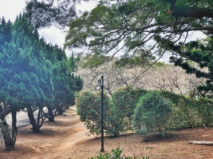 Dr. Mei Memorial Garden（梅園）Image