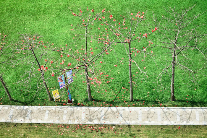 Campus Green（大草坪）Image