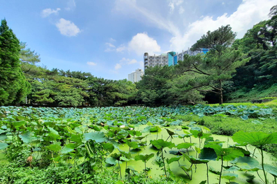 Lotus Pond（荷塘）Image(Open new window)