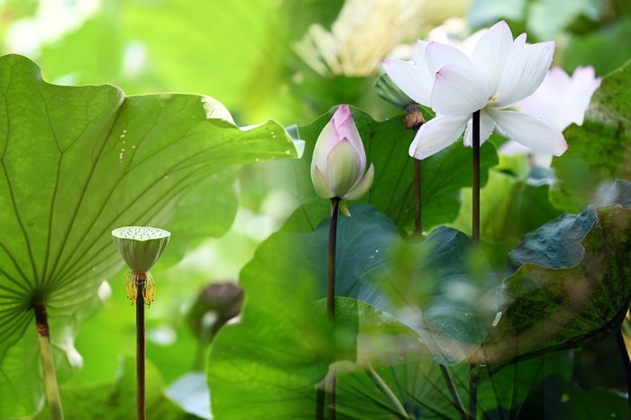 Lotus Pond（荷塘）Image