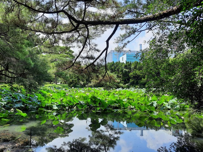 Lotus Pond（荷塘）Image