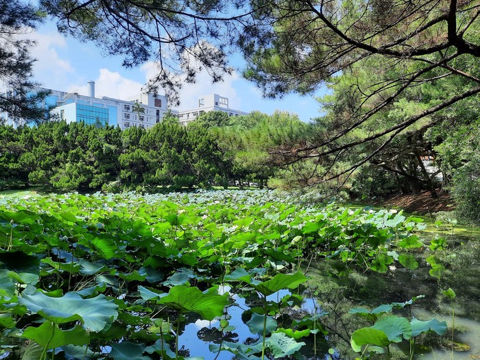 Lotus Pond（荷塘）Image