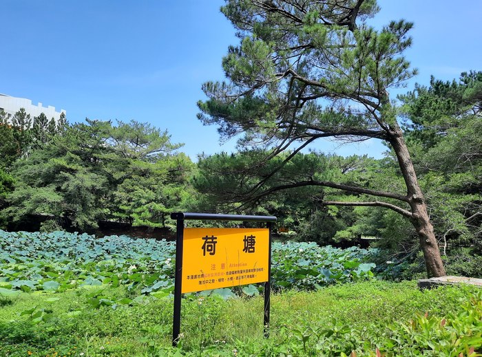 Lotus Pond（荷塘）Image