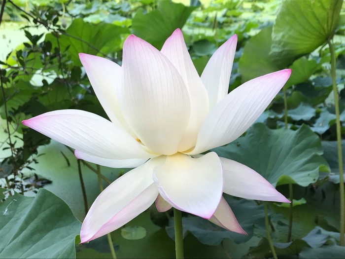 Lotus Pond（荷塘）Image