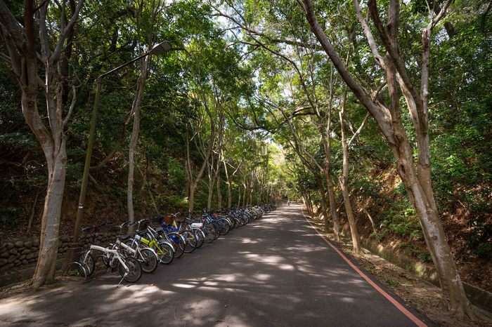 Maple path（楓林小徑）Image