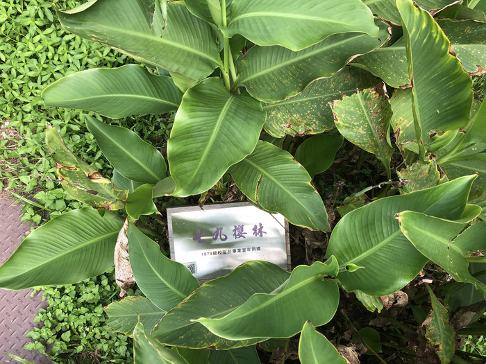 Class of 79 Cherry Copse（七九櫻林勒石）Image