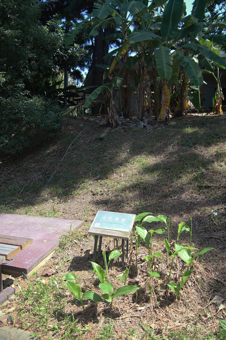 Class of 79 Cherry Copse（七九櫻林勒石）Image