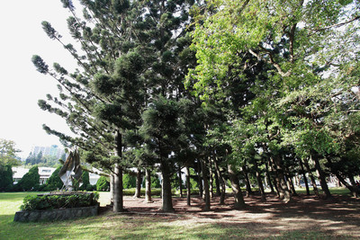 Araucaria Copse（南洋杉）Image