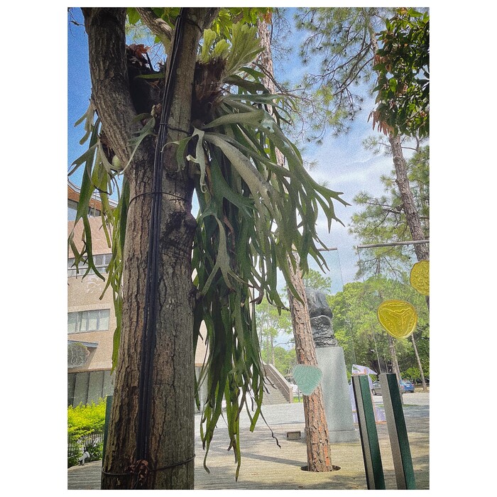 圖片說明